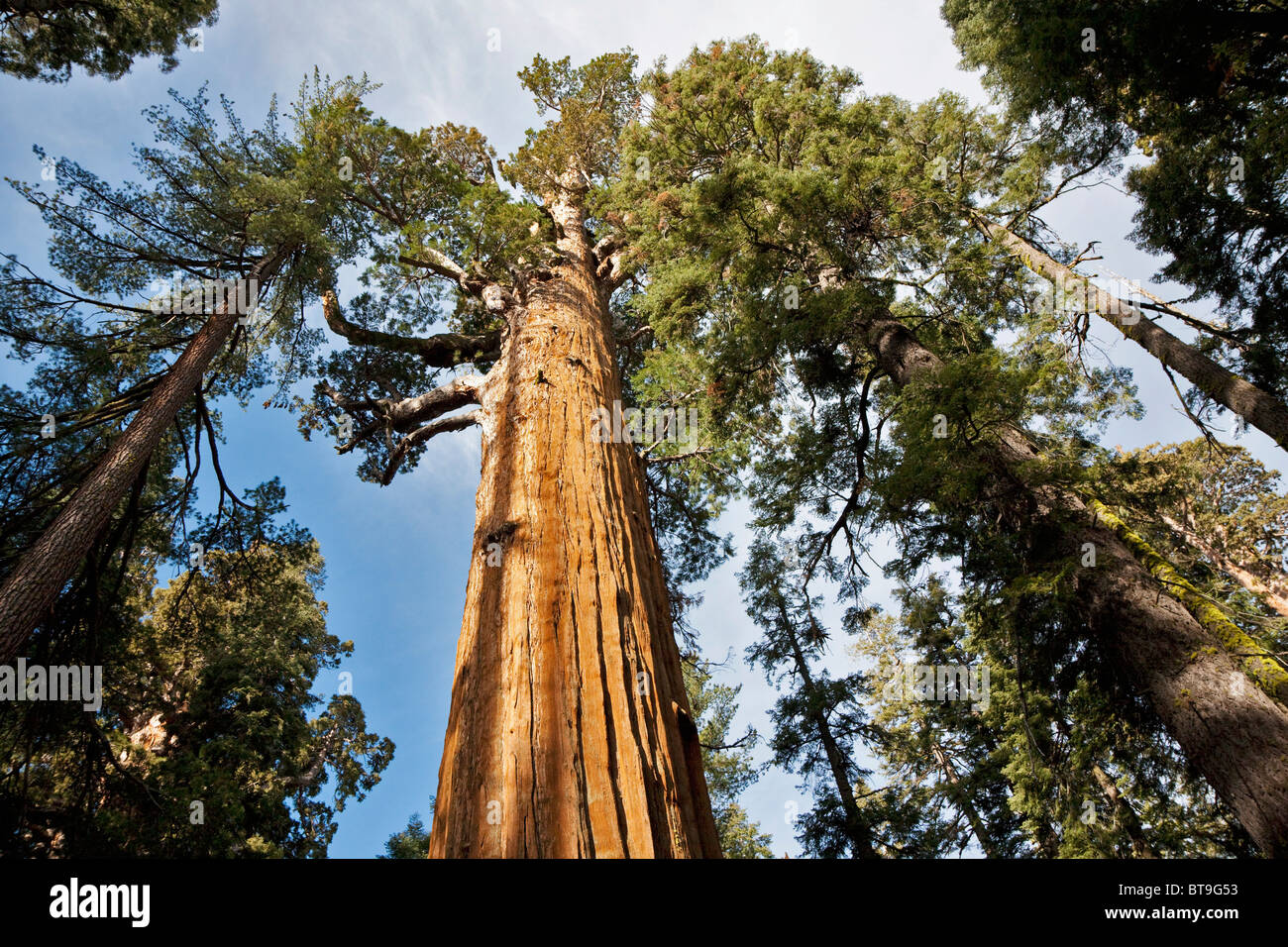 Riesenmammutbaum, Sierra Redwood oder Wellingtonia (Sequoiadendron Giganteum), Sequoia Nationalpark, Kalifornien, USA Stockfoto