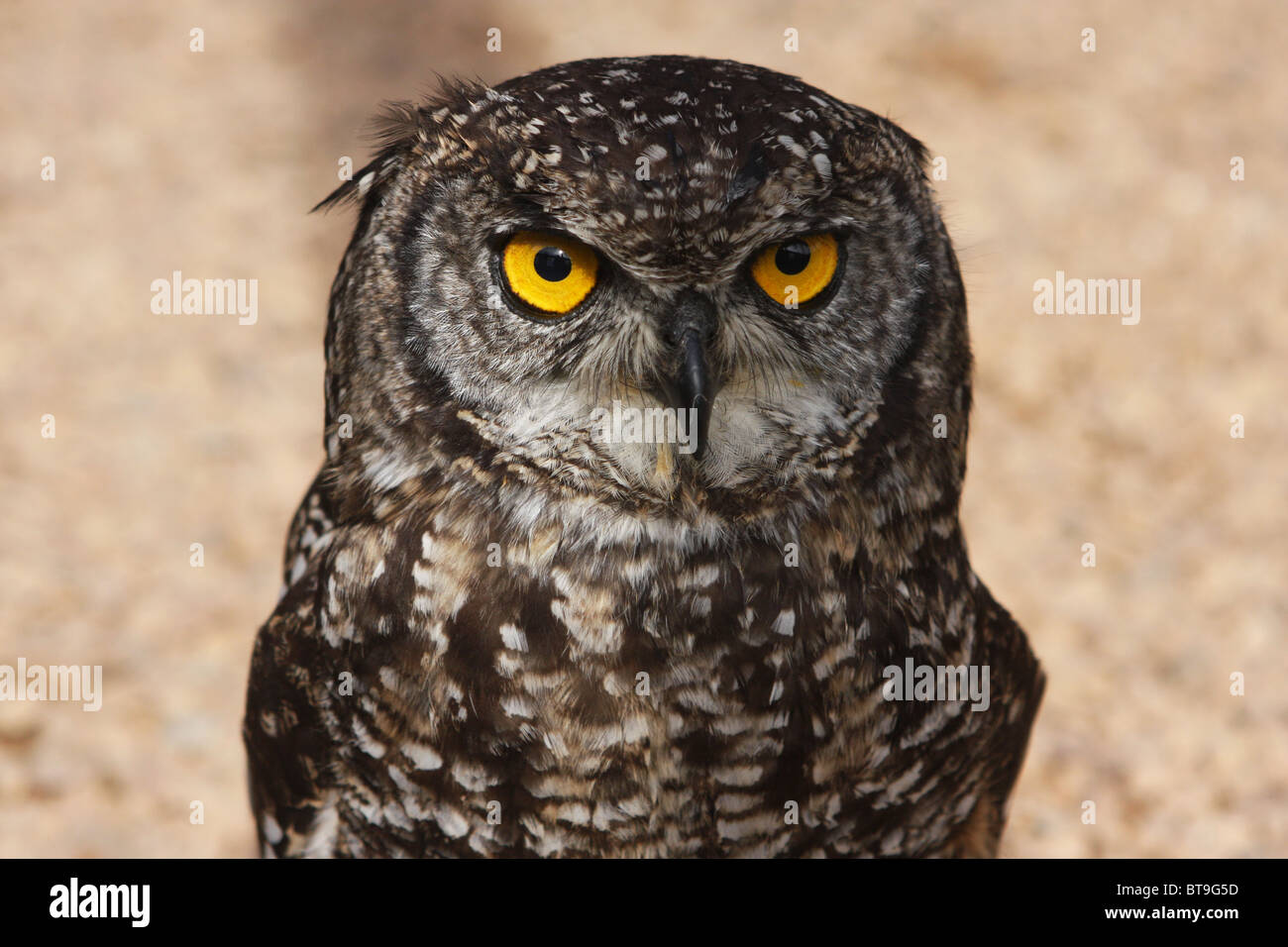 Ahle, Südafrika, Jungvogel Stockfoto