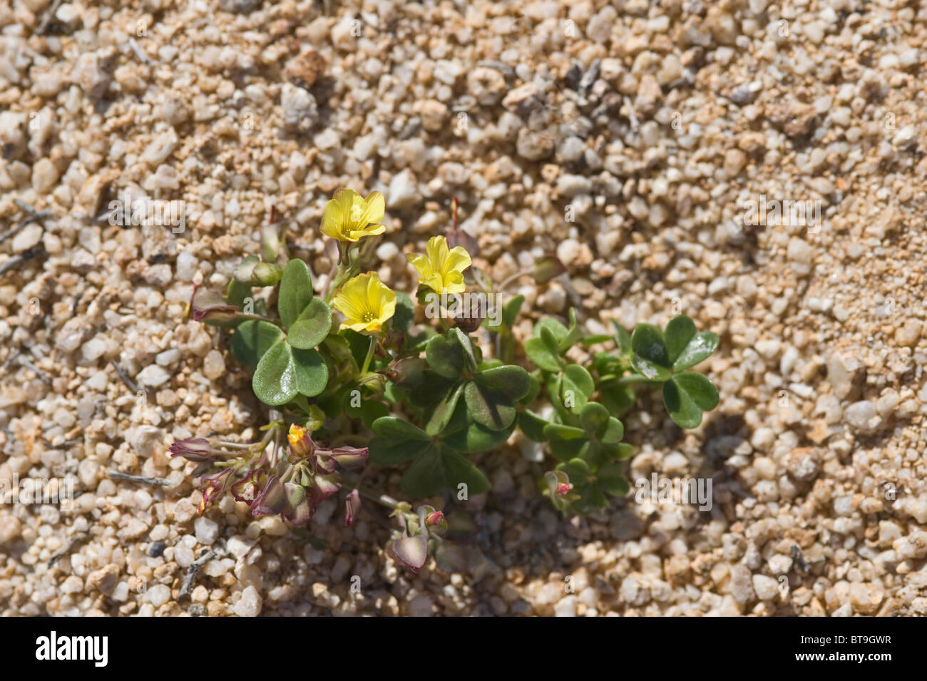 Oxalis Carnosae Blumen nach Regenfällen in El-Niño-Jahr "Desierto Florido" Parque National Pan de Azucar Atacama (III) Chile Stockfoto