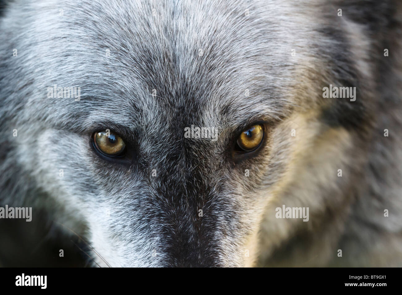 Nahaufnahme der Augen von einem kanadischen grauer Wolf Stockfoto