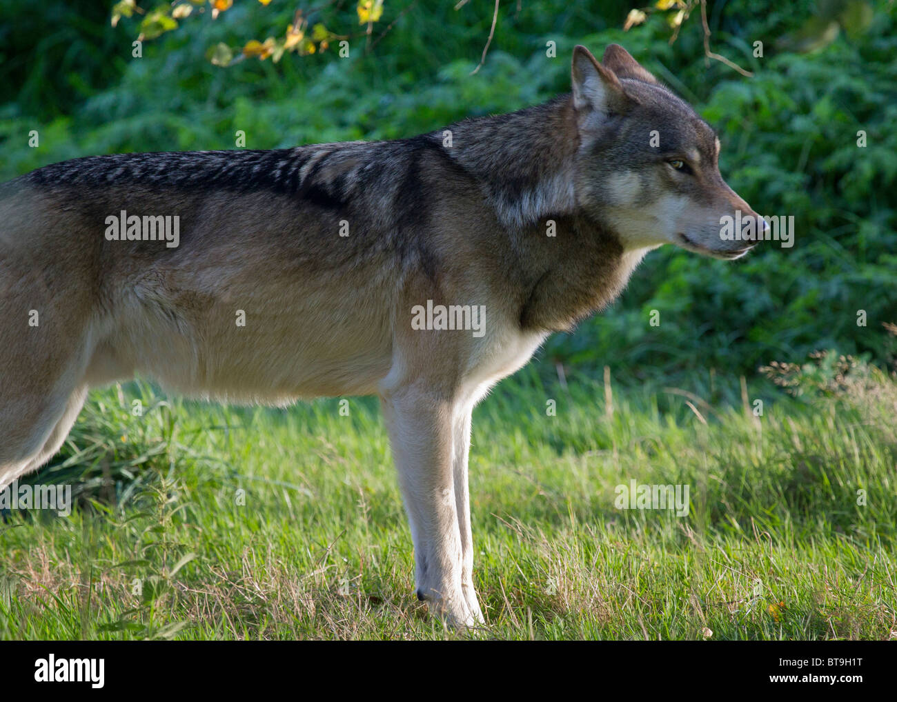 Ein Mann sagt kanadische graue Wolf in die Kamera Stockfoto