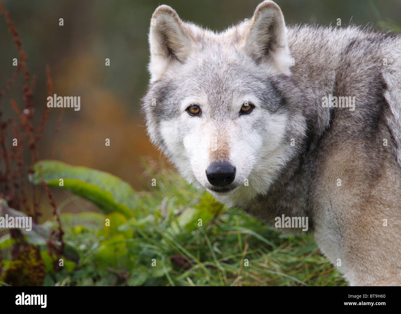 Eine nordamerikanische Gray Wolf Stockfoto