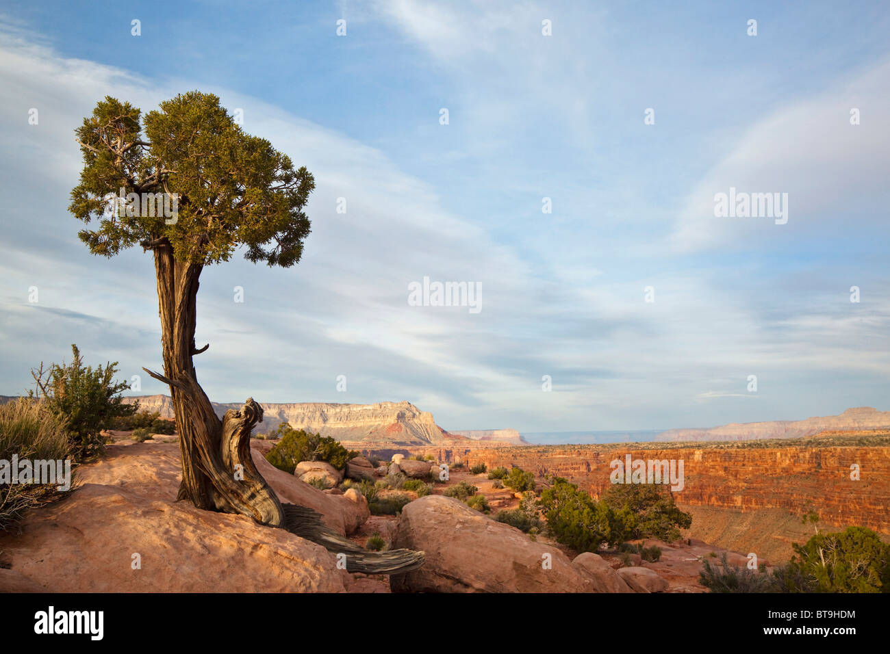 Utah-Wacholder (Juniperus Osteosperma) bei Toroweap Point, Tuweep Area, Grand Canyon, North Rim, Arizona, USA Stockfoto
