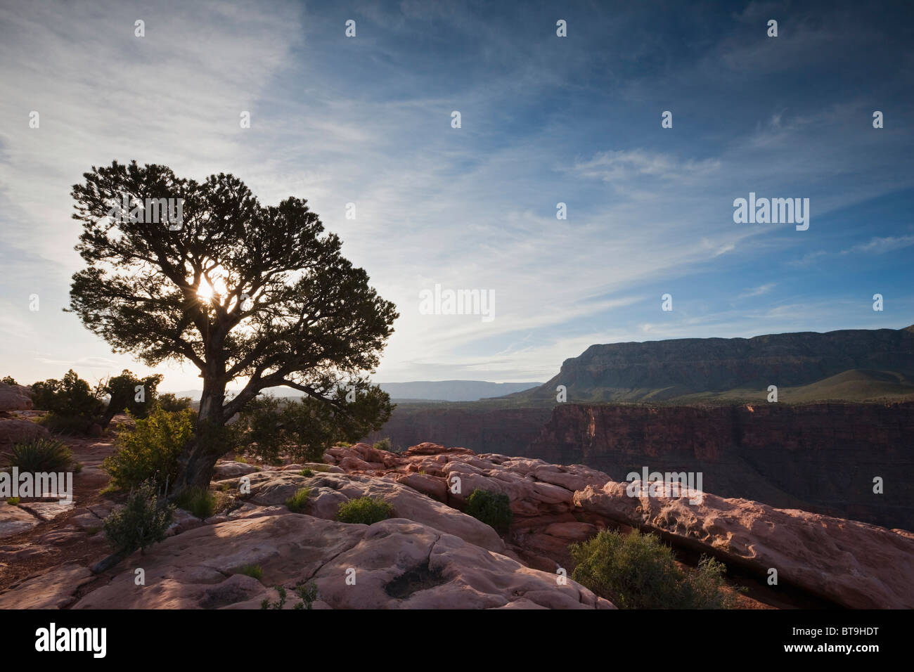 Utah-Wacholder (Juniperus Osteosperma) bei Toroweap Point, Tuweep Area, Grand Canyon, North Rim, Arizona, USA Stockfoto