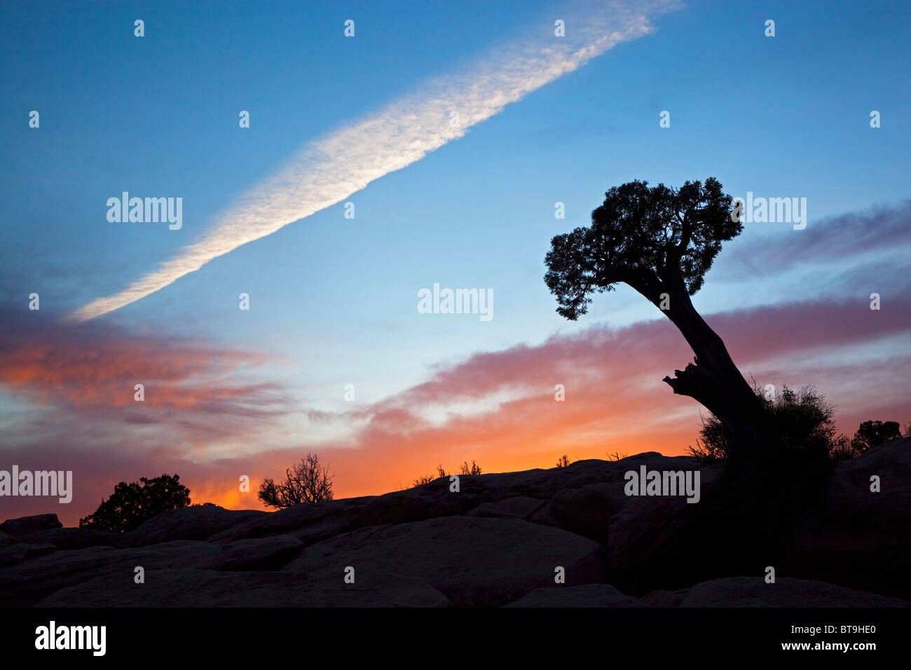 Utah-Wacholder (Juniperus Osteosperma) in den Sonnenuntergang bei Toroweap Point, Tuweep Area, Grand Canyon, North Rim, Arizona, USA Stockfoto