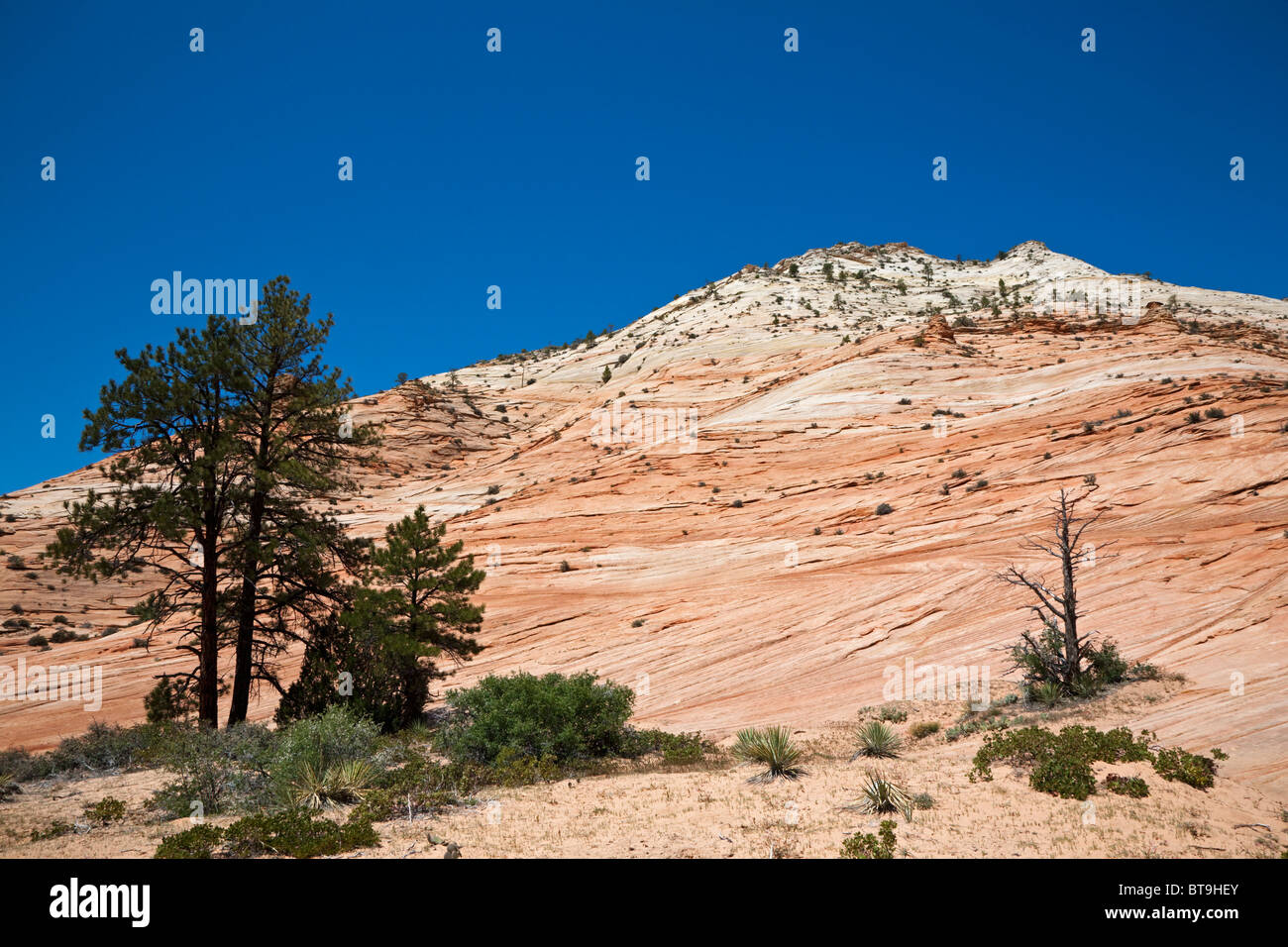 Landschaft im Zion Nationalpark, Utah, USA Stockfoto