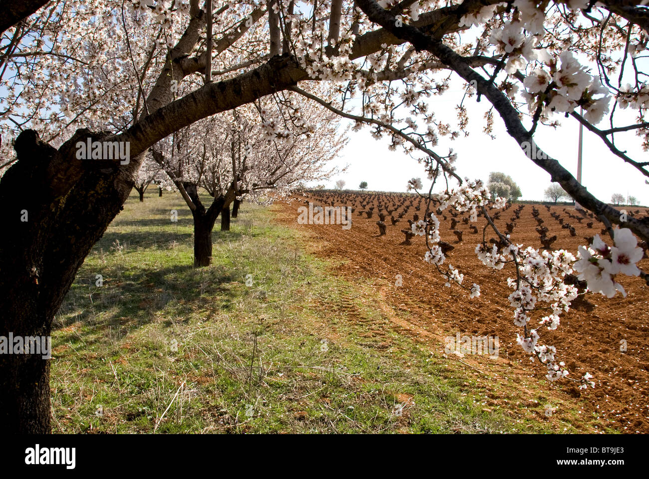 Pfirsichbäume in Reihen Stockfoto