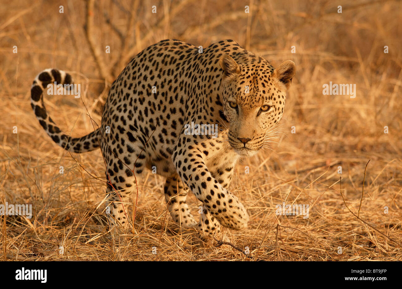 Leopard Duft markieren, Krüger Nationalpark, Südafrika Stockfoto