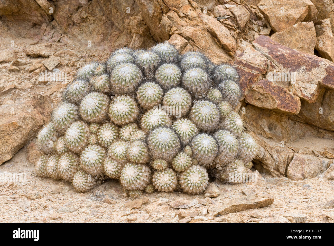 Copiapoa cinerascens atacama Fotos und Bildmaterial in hoher