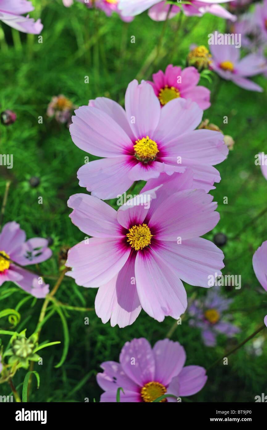 Kosmos-Blumen in voller Blüte Sussex Garten UK Arten Bipinnatus Sorte Sonata Serie Stockfoto