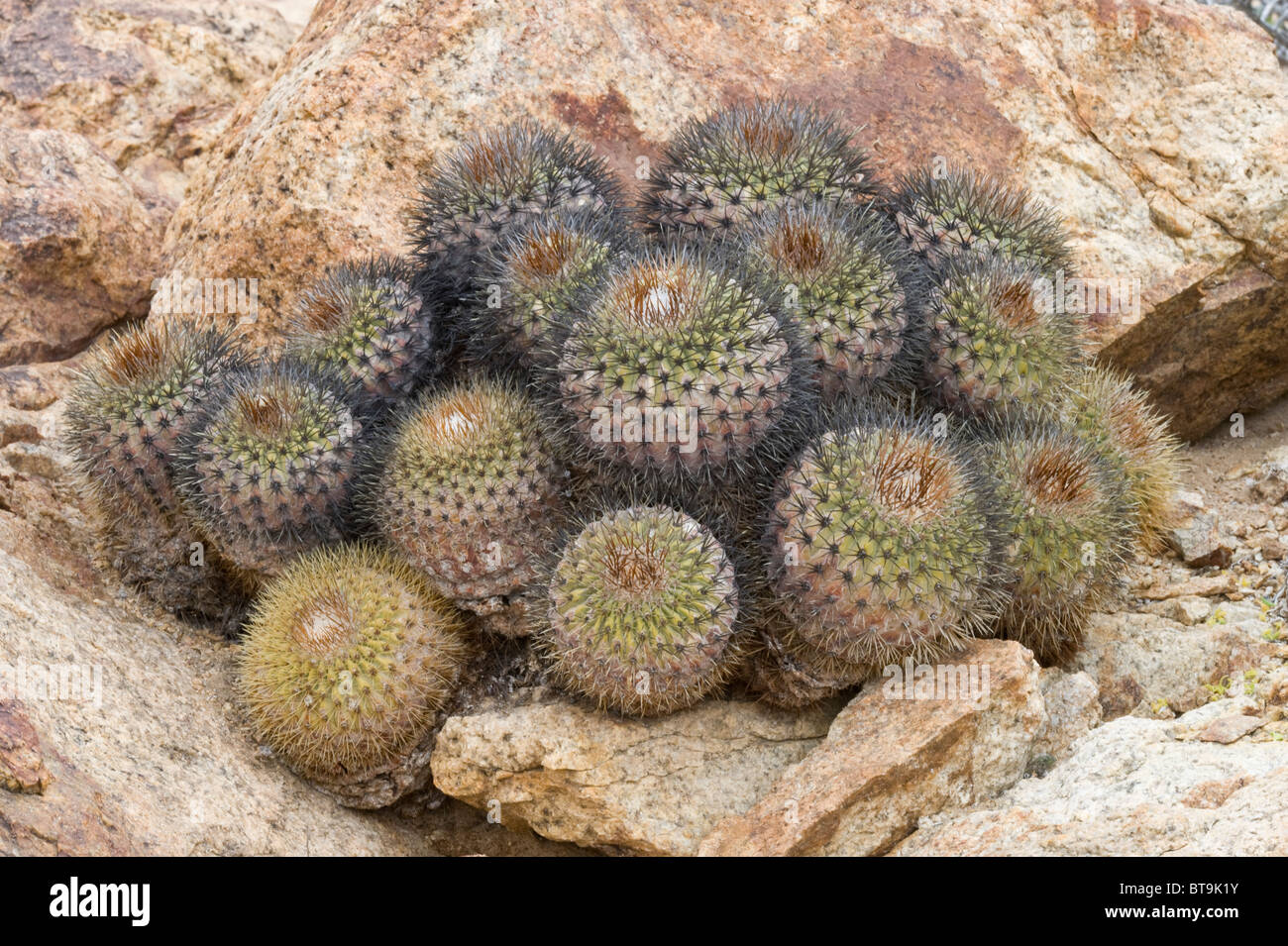 Über 20 verschiedene Kakteen wachsen in unwirtlichen Bedingungen im Parque National Pan de Azucar Atacama (III) Chile Südamerika Stockfoto