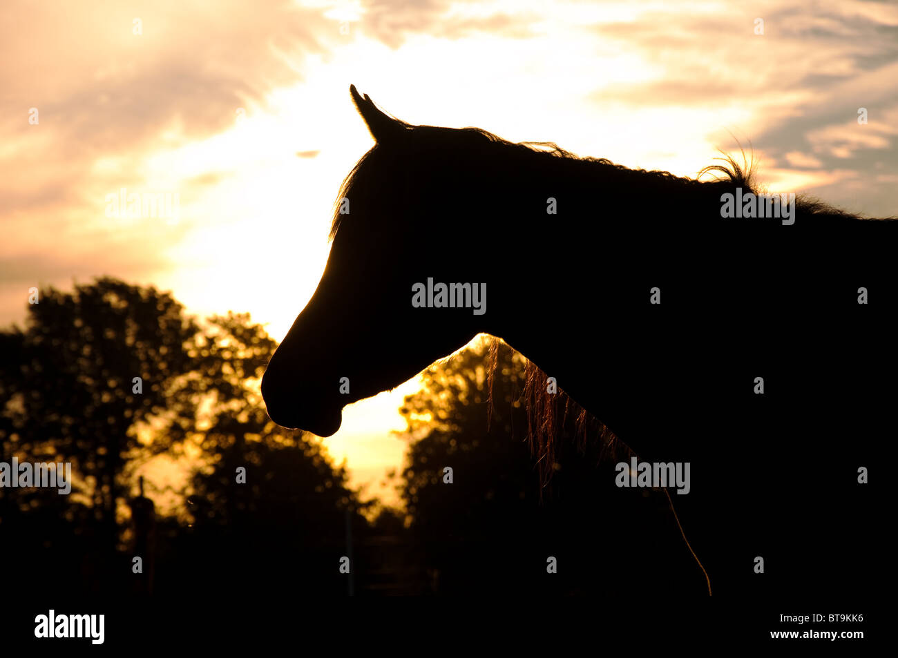 Silhouette eines schönen arabischen Pferdes gegen Sonnenaufgang Stockfoto