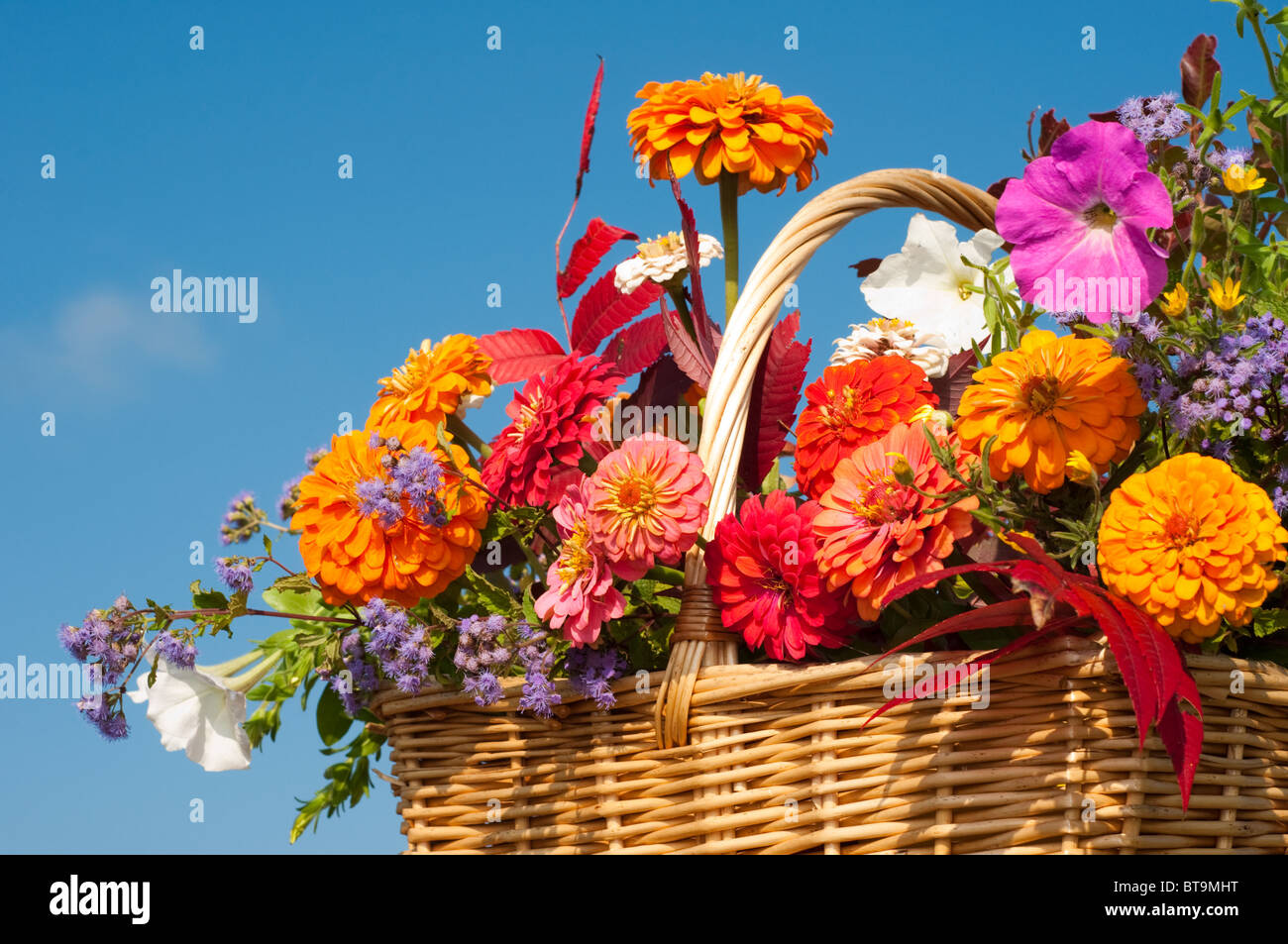 Schone Helle Herbst Blumen In Einem Weidenkorb Gegen Blauen Himmel Stockfotografie Alamy
