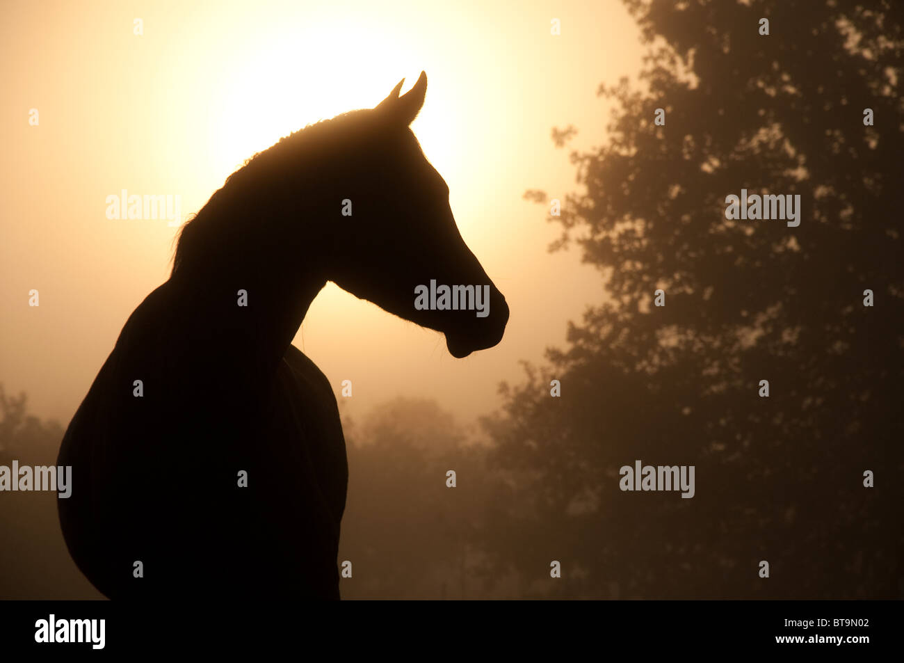 Silhouette eines schönen arabischen Pferdes gegen Sonne durch dichten Nebel Stockfoto