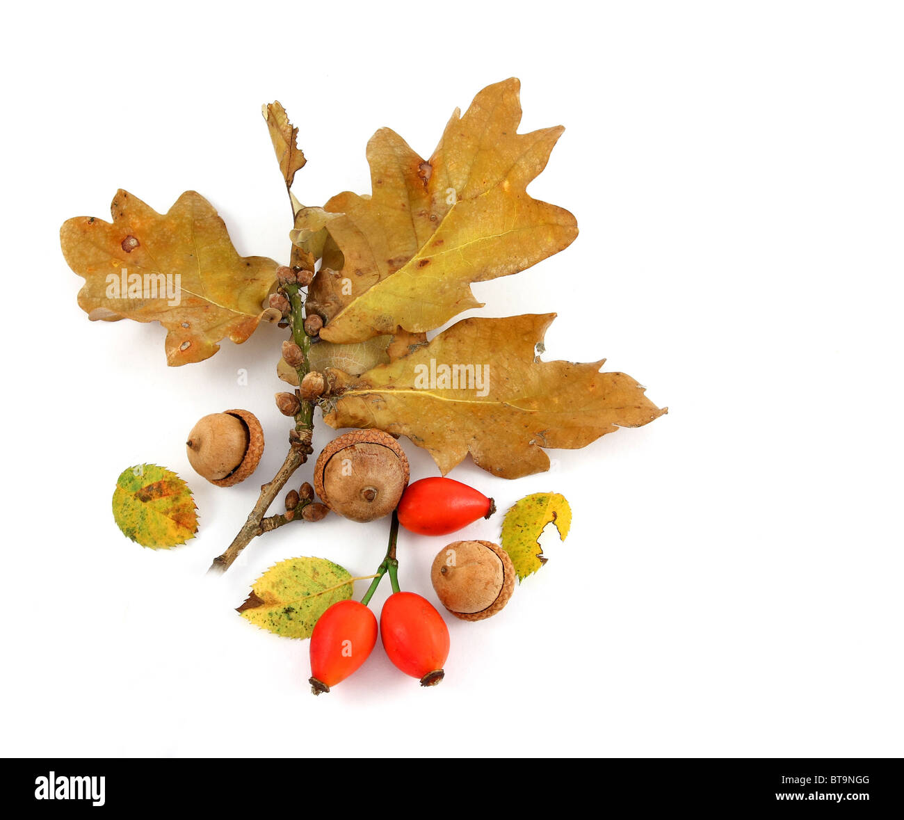 Eiche Zweig mit Hagebutten und Eicheln Stockfoto