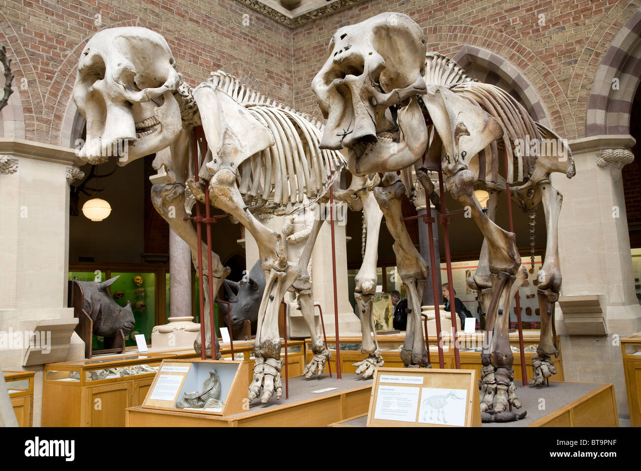 Elefant Skelette, Oxford University Museum of Natural History. Oxford University Press; England Stockfoto