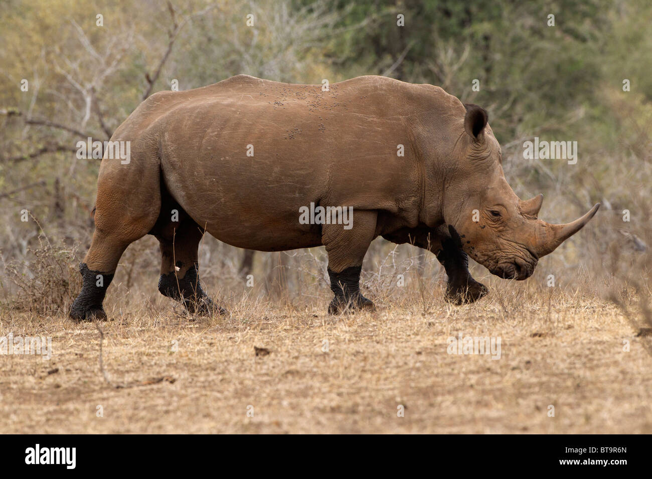 Weißer Rhinoceros nur einen nahe gelegenen Wasserloch besucht zu haben. Beachten Sie schwarze Stiefel! Stockfoto
