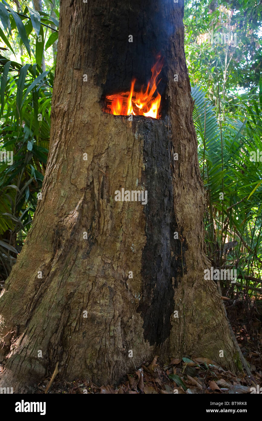 HAIRY BLÄTTERTE APITONG Baum (Dipterocarpus Alatus) für Oleoresin, Koh Ra, Südthailand erschlossen werden. Vom Aussterben bedrohte Arten. Stockfoto
