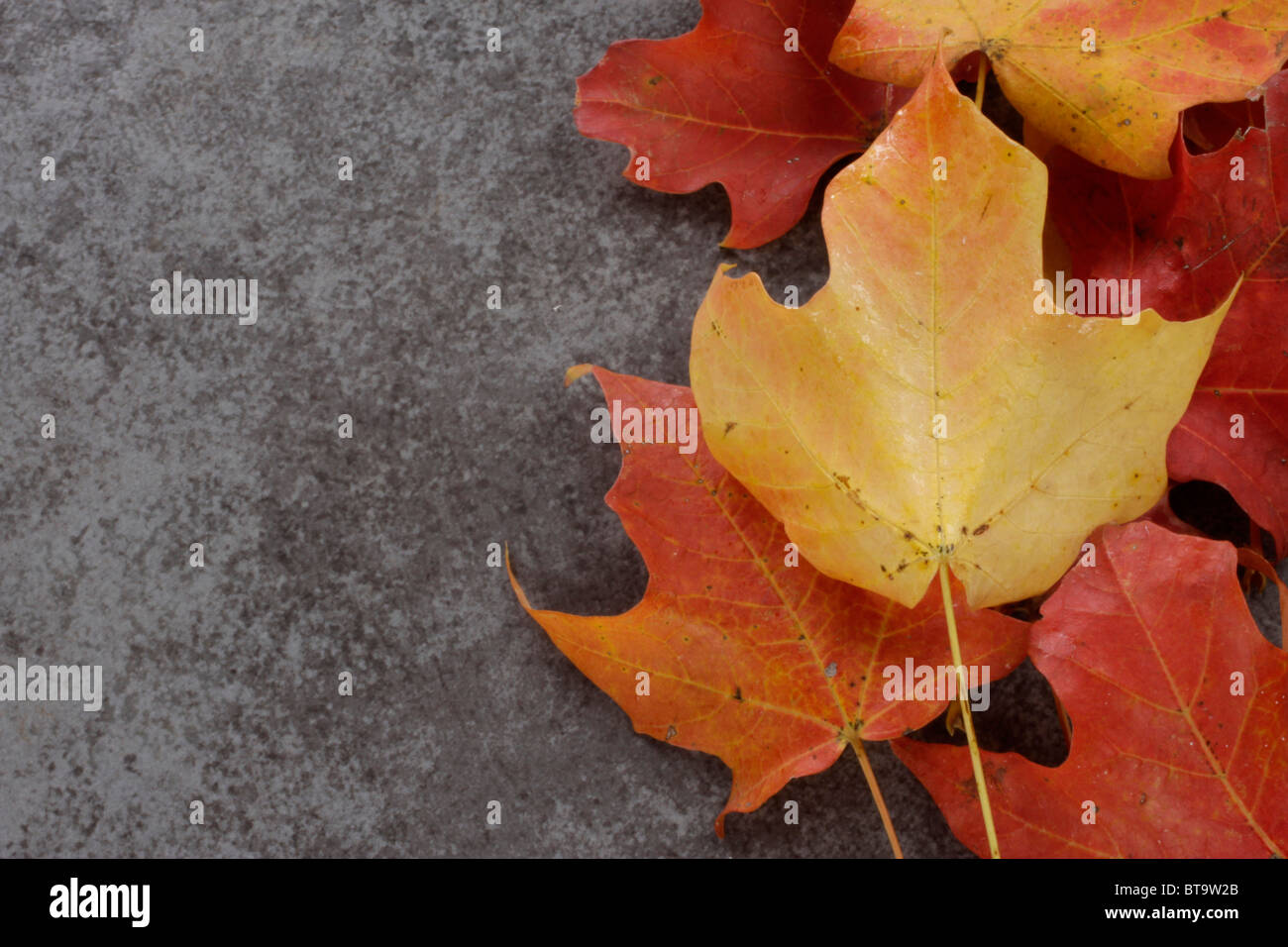 Mapple Blätter im Herbstfarben Stockfoto