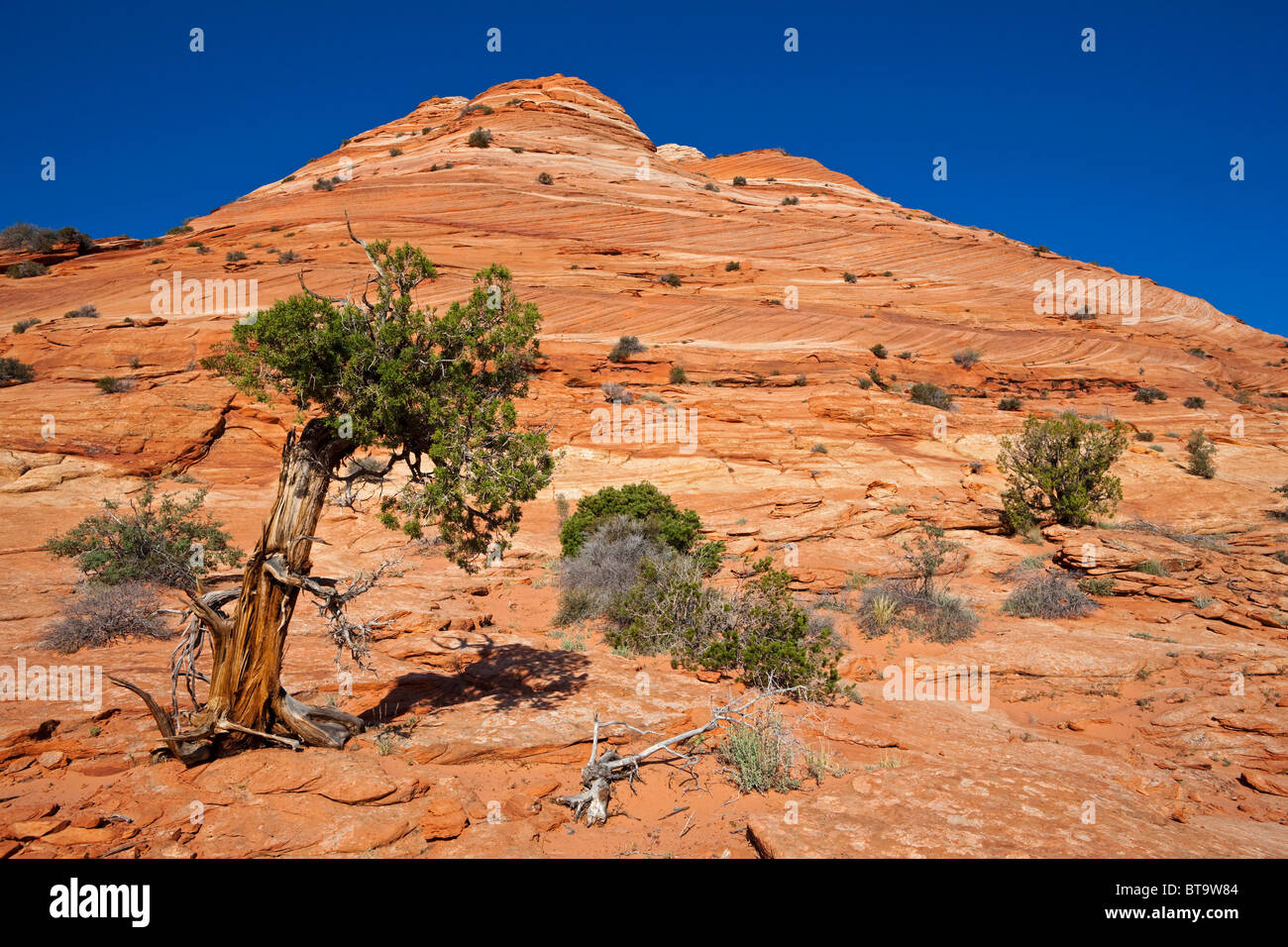 Coyote Buttes North, Paria Canyon-Vermilion Cliffs Wilderness, Utah, Arizona, USA Stockfoto