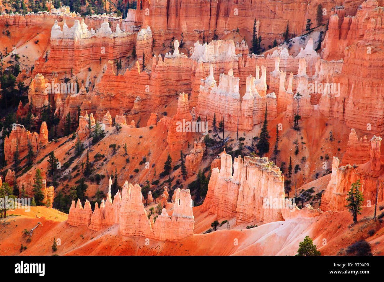 Blick in den Bryce Canyon, Utah, USA, Nordamerika Stockfoto