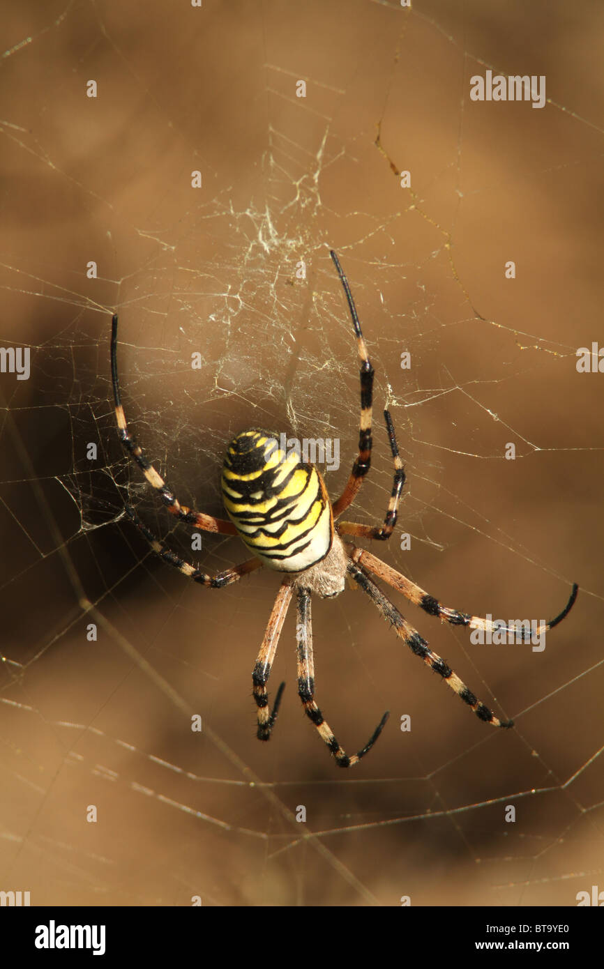 Wasp Spider Porträt während im Netz Stockfoto