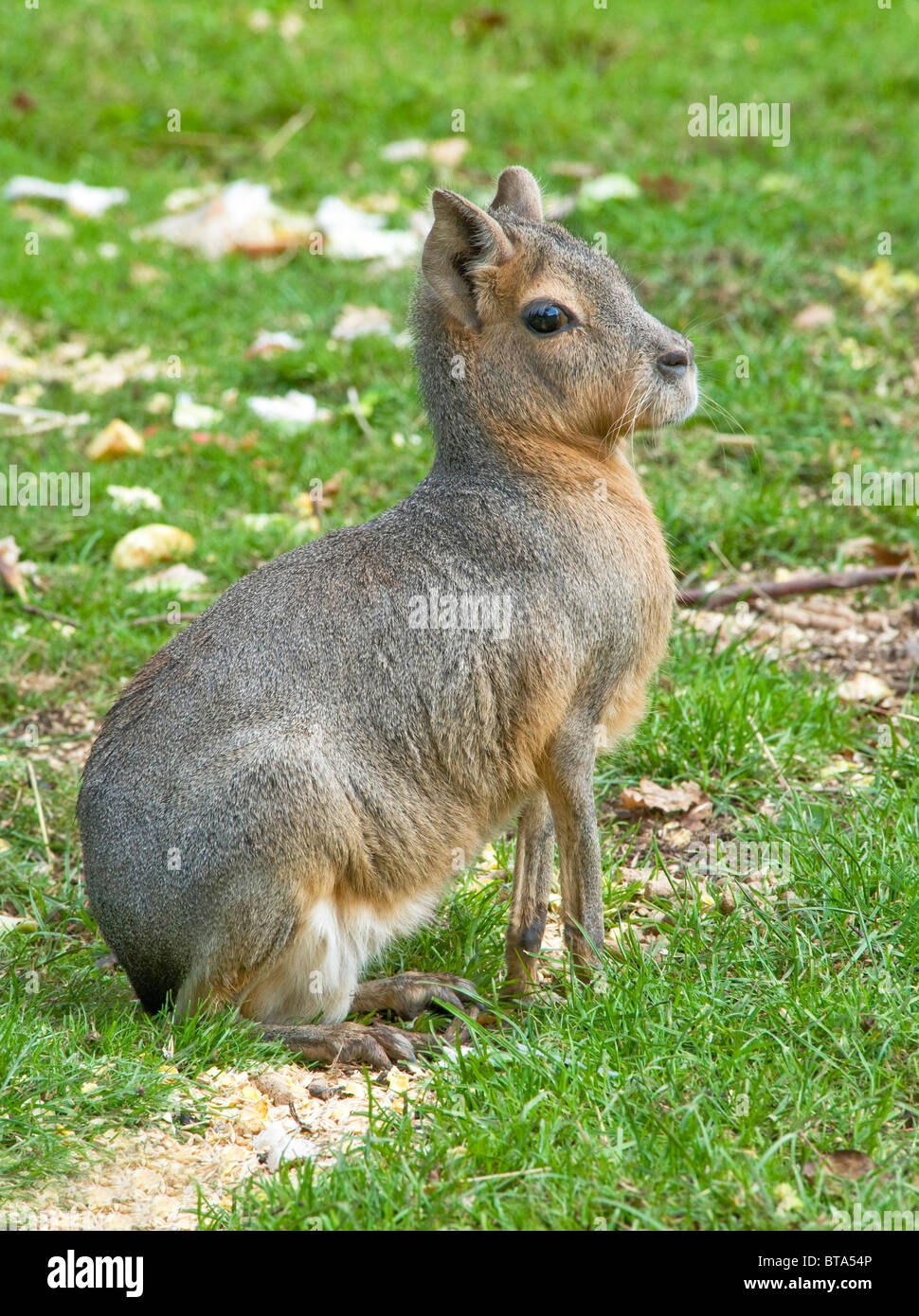 Nahaufnahme von einem Mara (patagonische Hase) Stockfoto