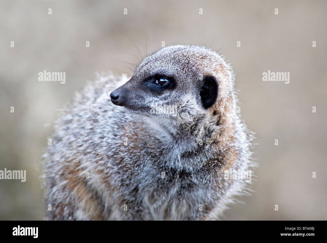 Nahaufnahme von einem Erdmännchen nach links Stockfoto