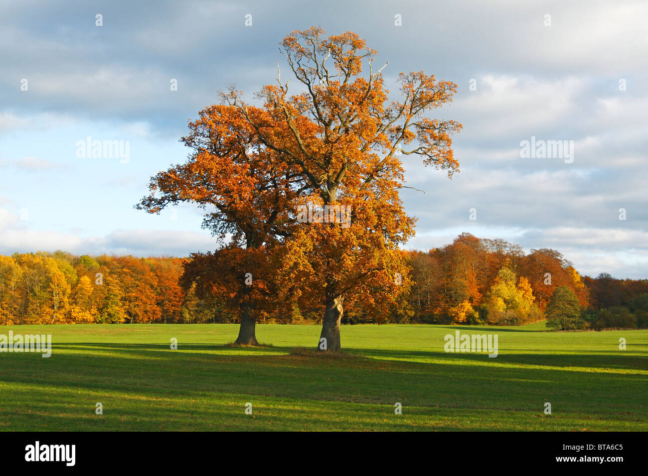 Getrennten großen alten Eichen (Quercus Robur) in Herbst Farben, Stieleichen im Abendlicht, Pedunculate Eiche, Kluetzer Winkel Stockfoto
