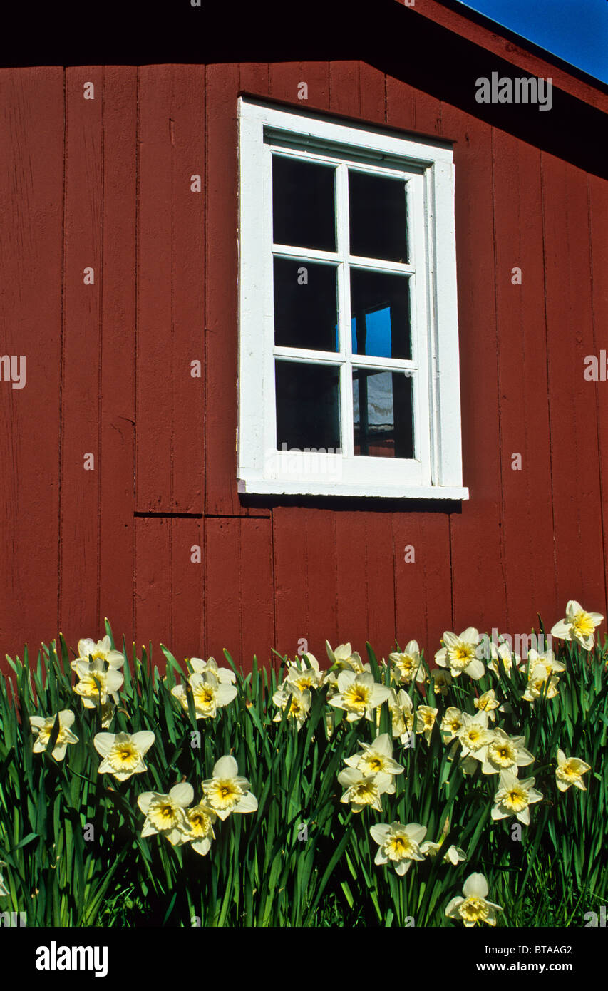 Kleine Narzissen Gartenschuppen pt Grenze, Frühling Narzissen und roten Speicher Eintopfschuppen geschlossen Fenster auf einem Bauernhof, New Jersey Farm, USA, pt Blumenbeet Stockfoto