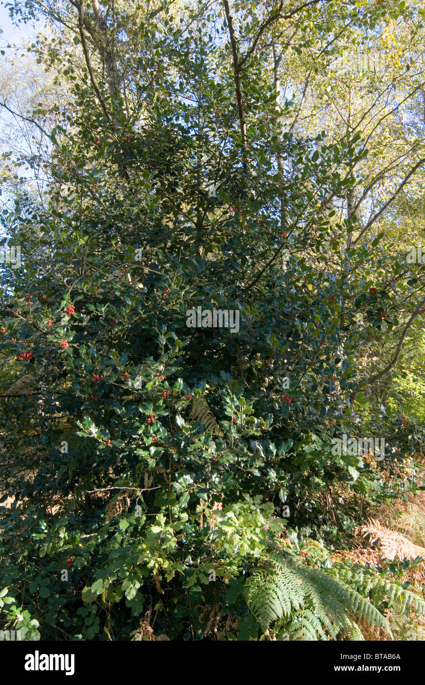 Stechpalme Baum Busch Bsche Beere Beeren Englisch Holz Wald Wald Wald  Bume Guest Hollybushes rot Stockfotografie - Alamy