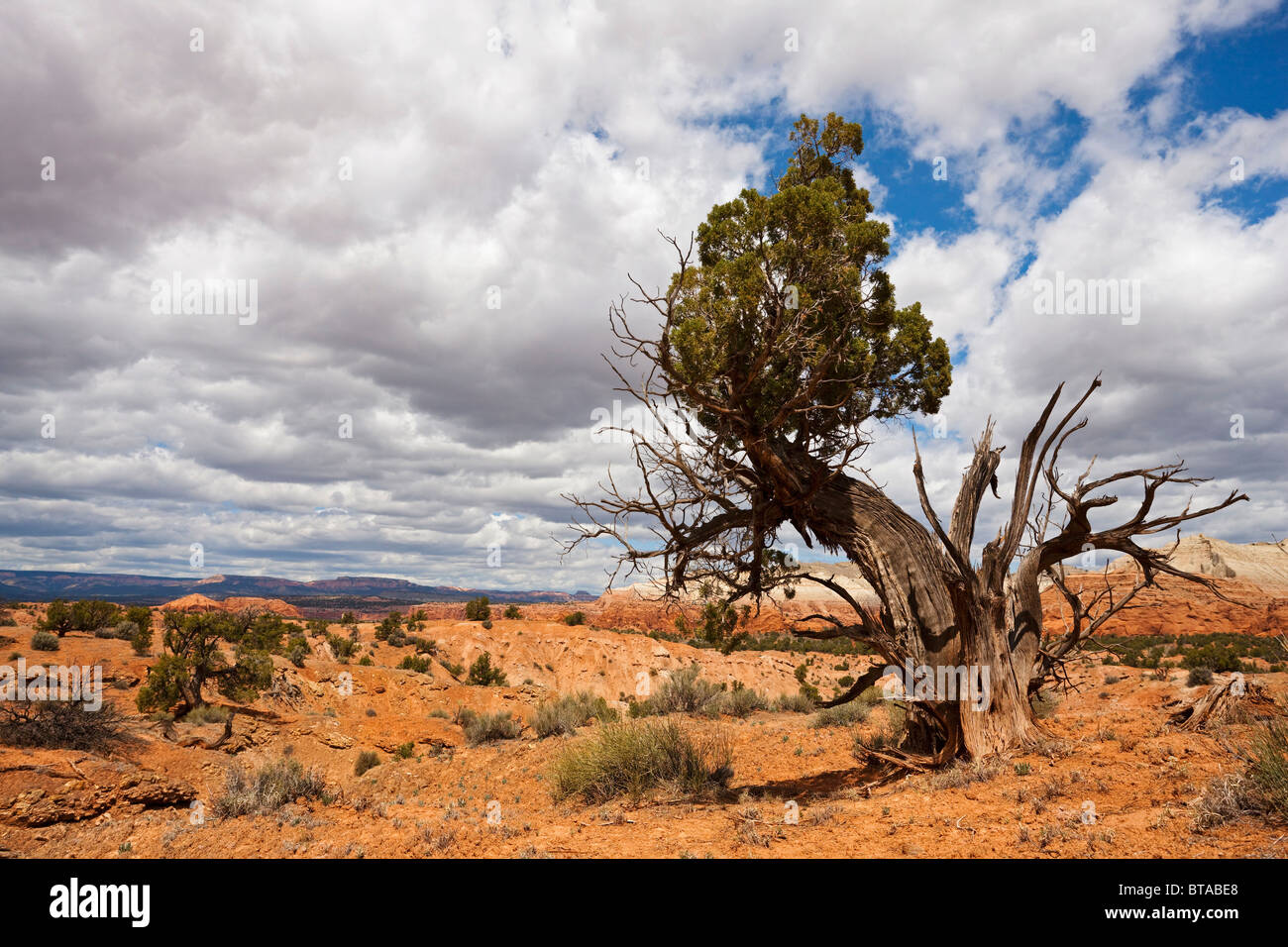 Utah-Wacholder (Juniperus Osteosperma), Kodachrome Basin State Park, Utah, Amerika, Vereinigte Staaten Stockfoto