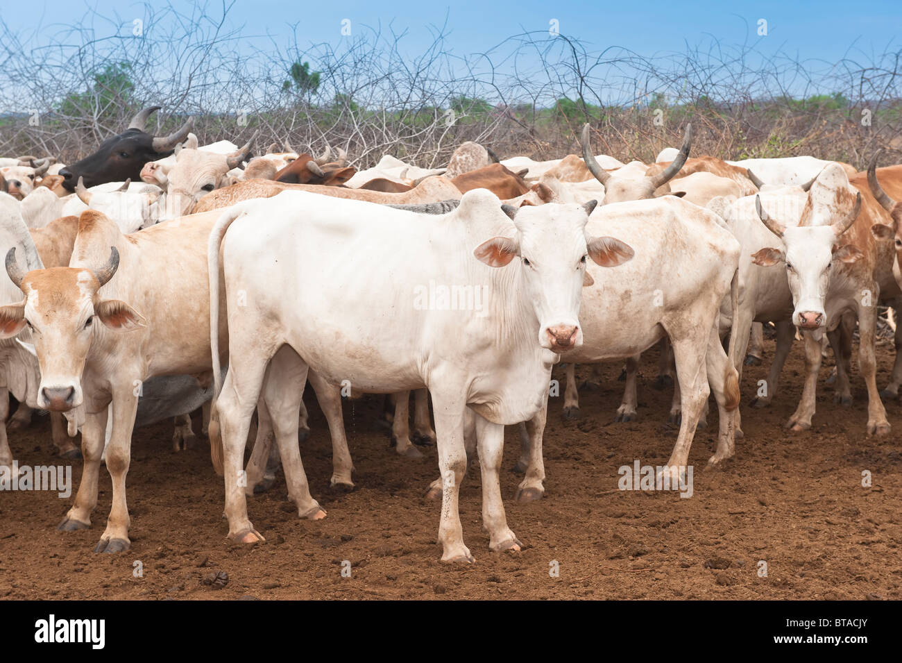 Kuh-Herde, Nyangatom (Bumi) Stamm, Omo-Tal, Ehtiopia Stockfoto