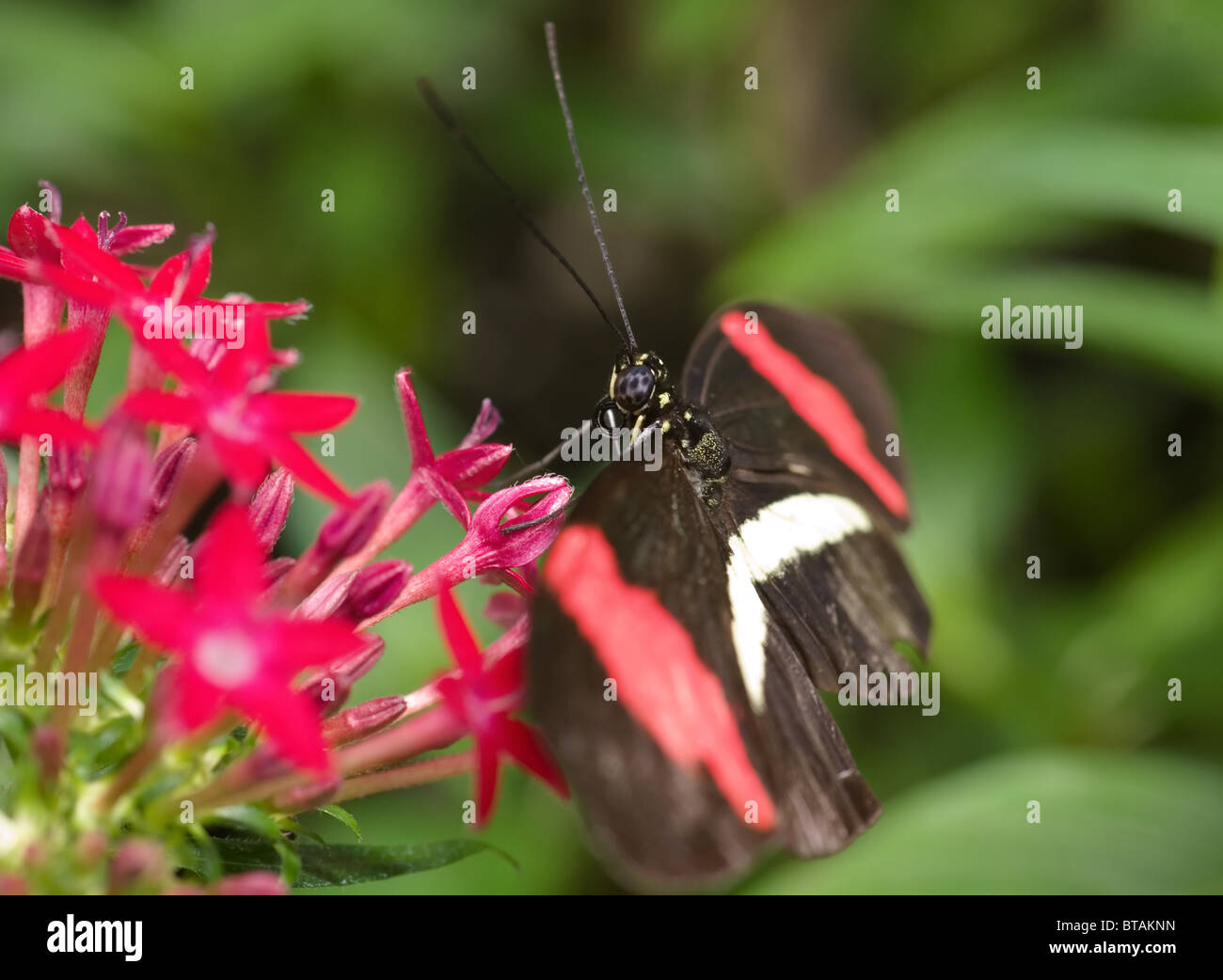 Foto eines roten Postbote Schmetterlings (Heliconius Erato) Stockfoto