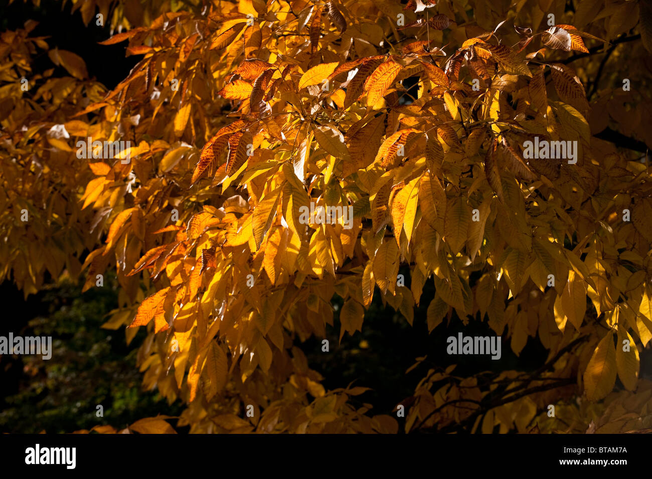 Carya Ovata, Shagbark Hickory, im Herbst im Westonbirt Arboretum, Vereinigten Königreich Stockfoto