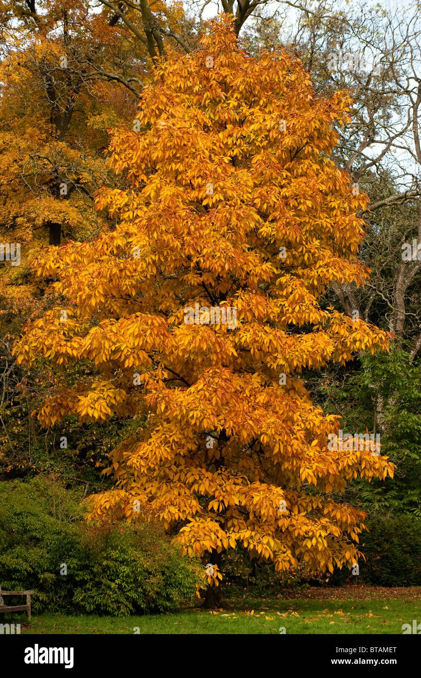 Carya Ovata, Shagbark Hickory, im Herbst im Westonbirt Arboretum, Vereinigten Königreich Stockfoto