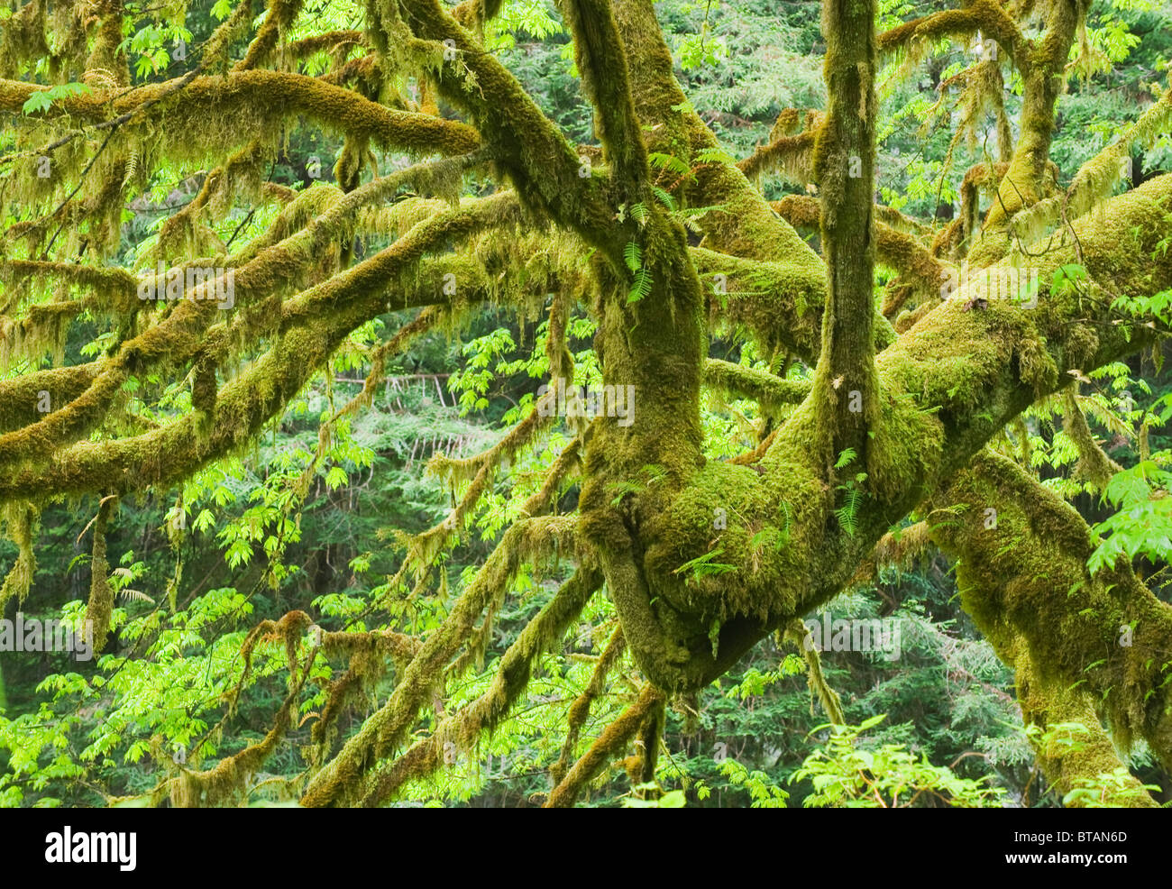 Moosigen Wald Interieur, Redwood National Park, Kalifornien Stockfoto