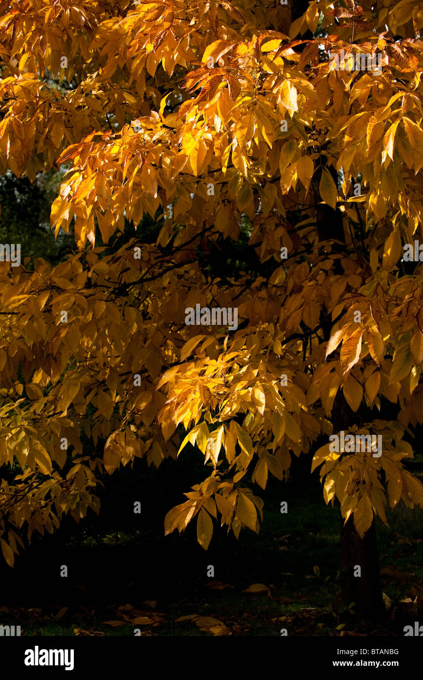 Carya Ovata, Shagbark Hickory, im Herbst im Westonbirt Arboretum, Vereinigten Königreich Stockfoto
