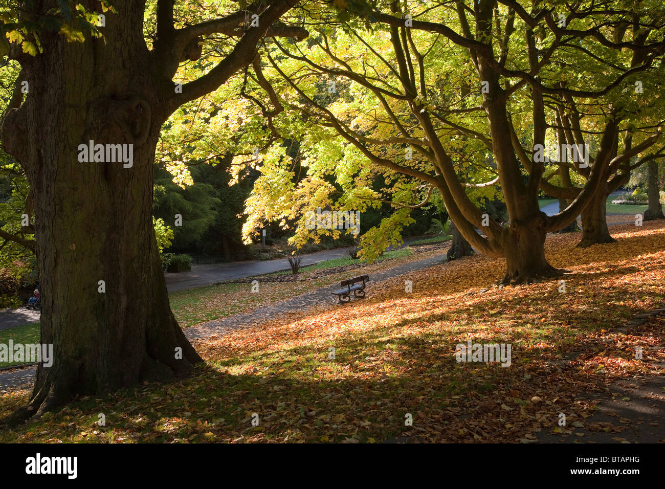 Die Tal-Gärten im Herbst, Harrogate, Nordyorkshire Stockfoto