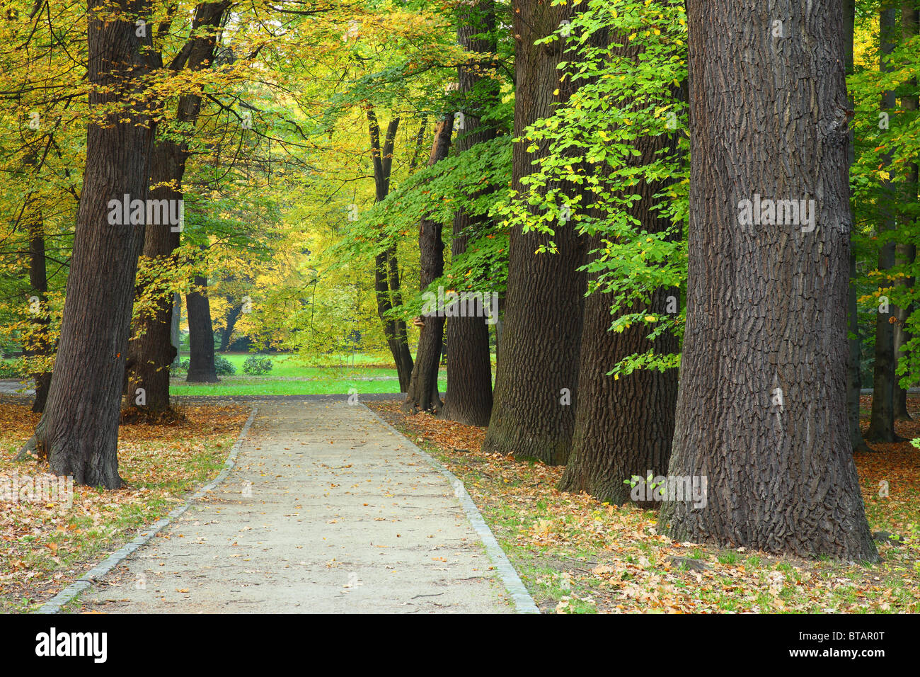 Alte Eichen Lane im Herbst Quercus robur Stockfoto