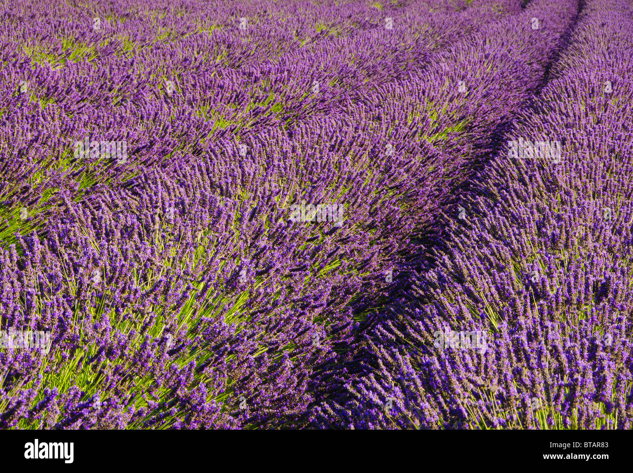 Pelindaba Lavender Farm, San Juan Island, Washington. Stockfoto