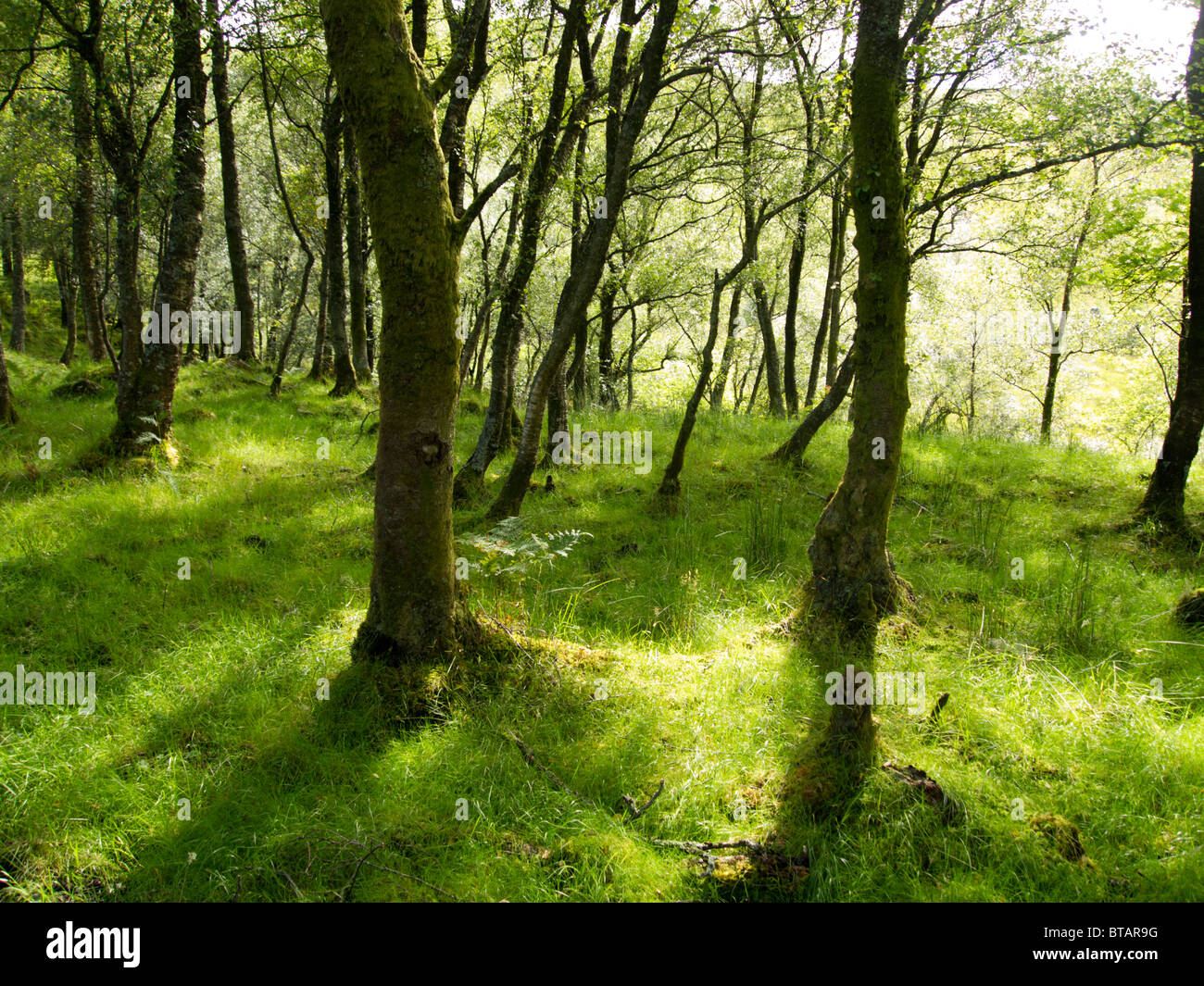 Sommer Wald Szene, Loch Lomond, Schottland Stockfoto