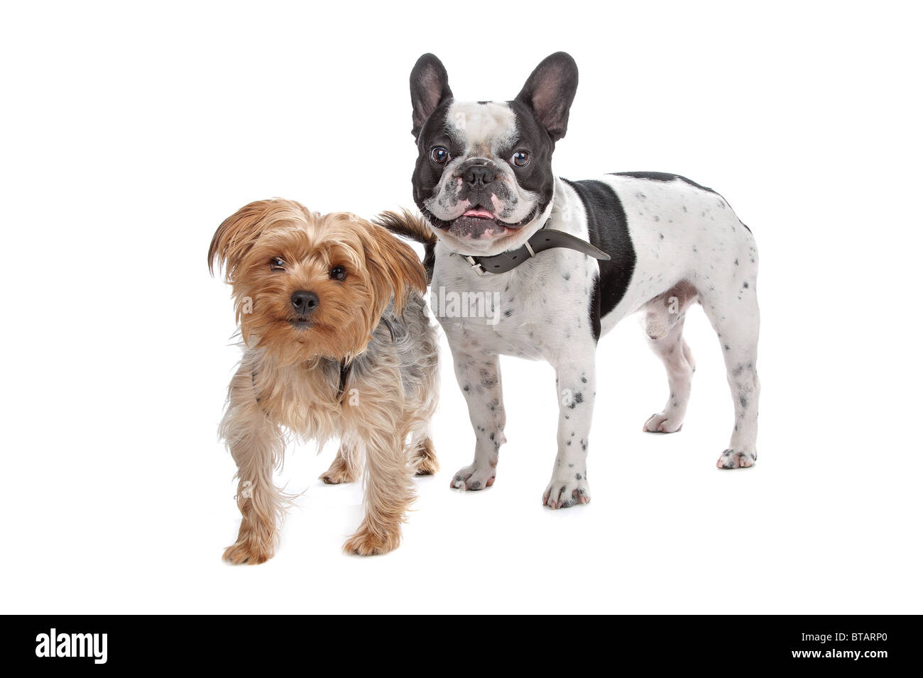 Französische Bulldogge und Yorkshire-Terrier Stockfotografie - Alamy