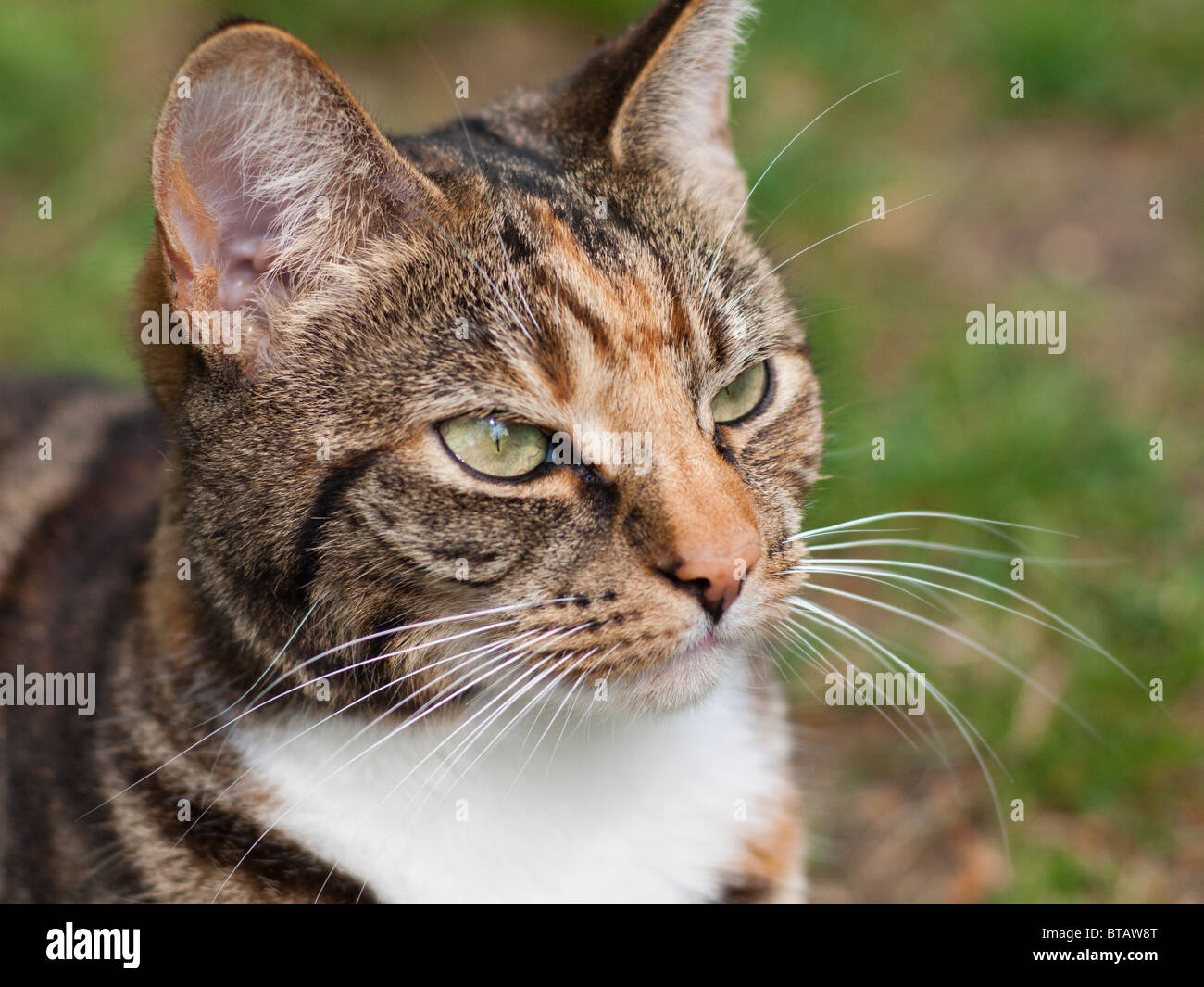Eine weibliche braun und schwarz Tabby Katze Stockfoto