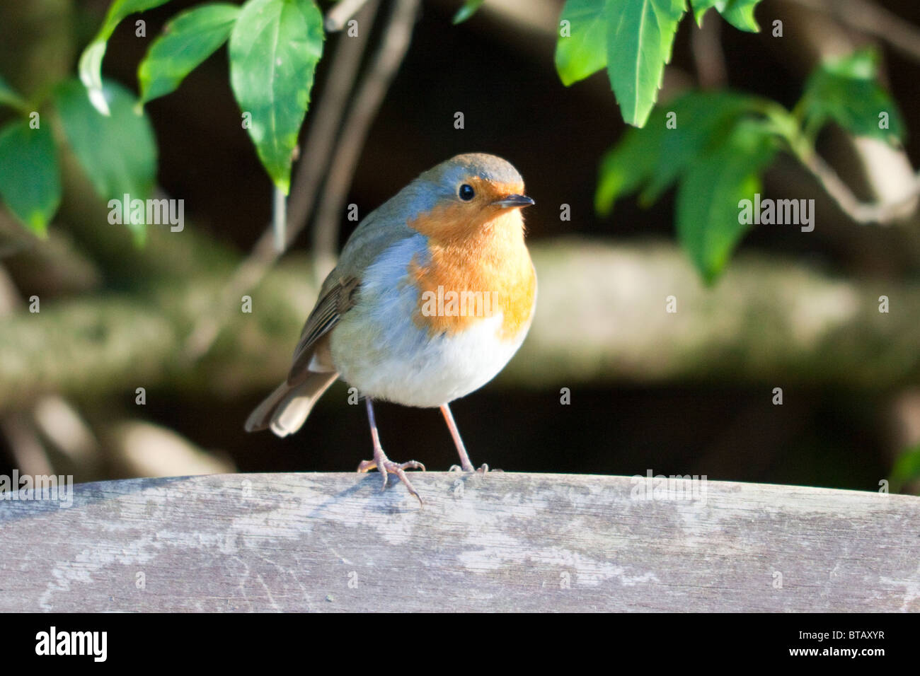 Rotkehlchen, Erithacus rubecula Stockfoto