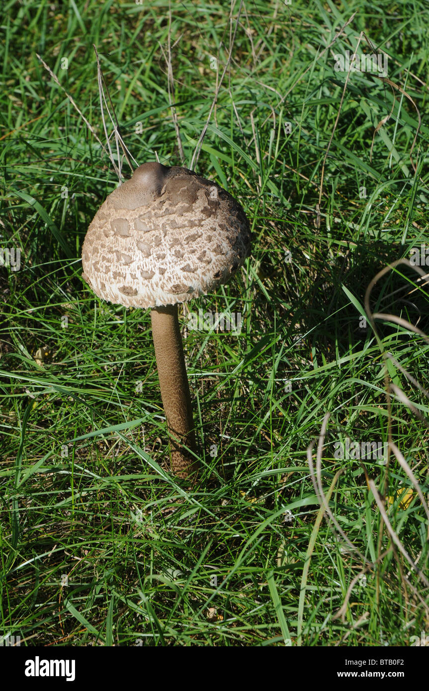 Macrolepiota Procera, allgemein bekannt als Sonnenschirm Pilz Stockfoto