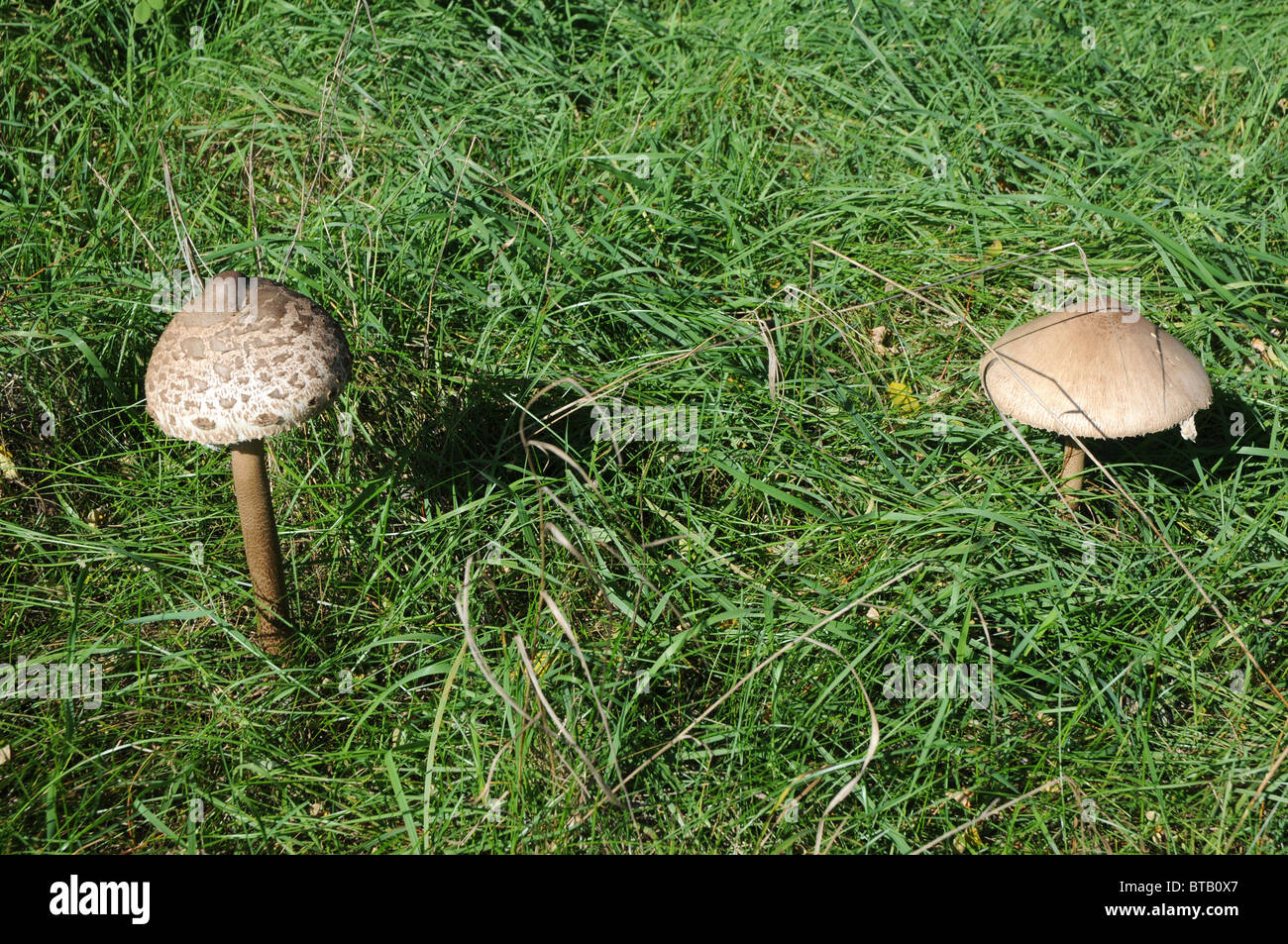 Macrolepiota Procera, allgemein bekannt als Sonnenschirm Pilz Stockfoto
