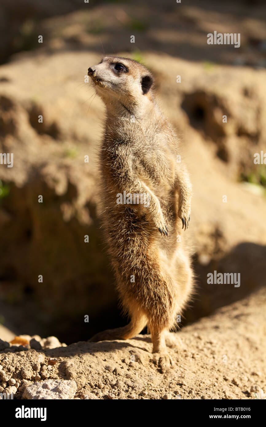 Erdmännchen beobachten den Himmel Aufenthalt auf hit Beine Stockfoto