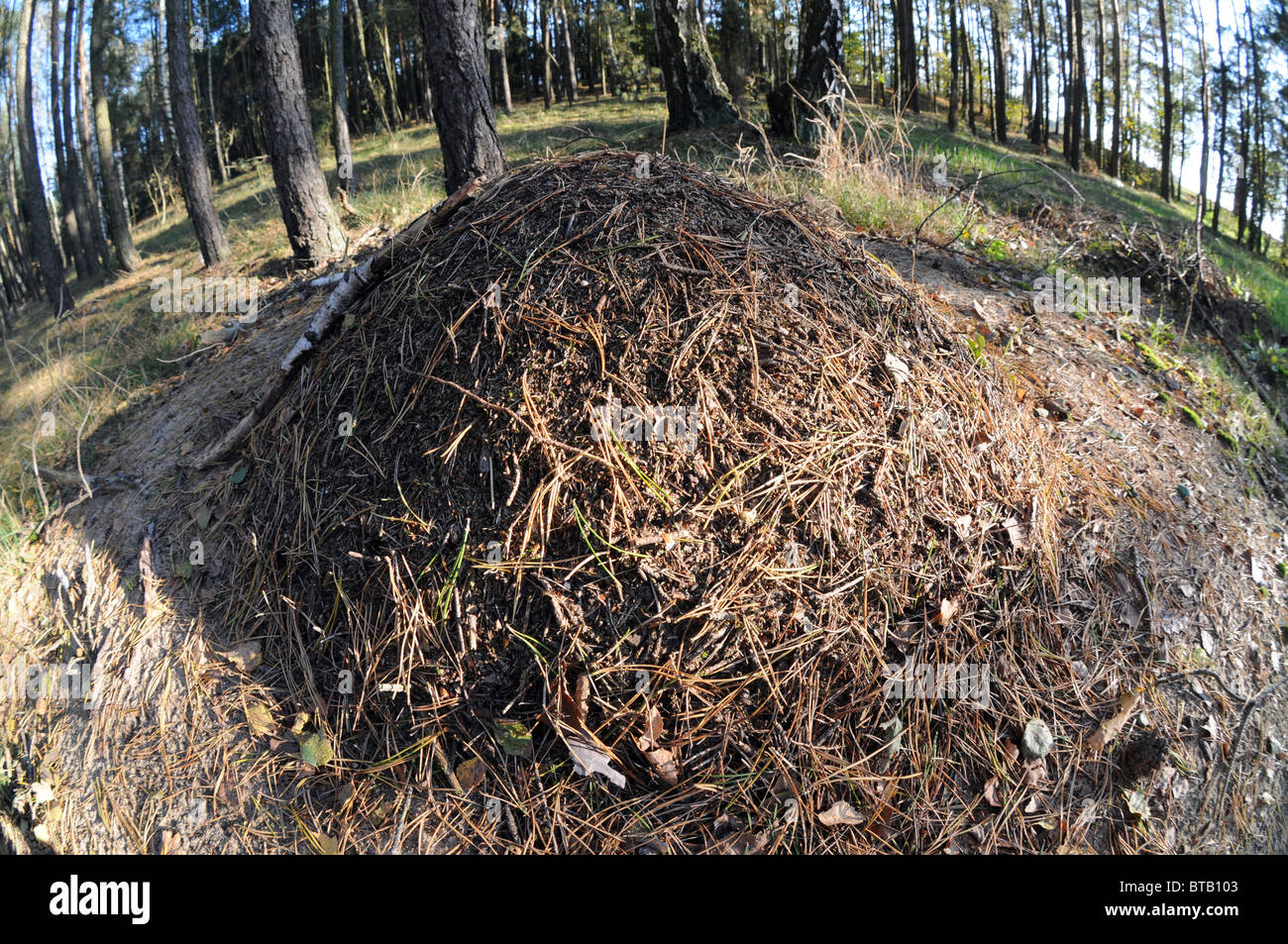 Ameisenhaufen im Wald in Polen Stockfoto