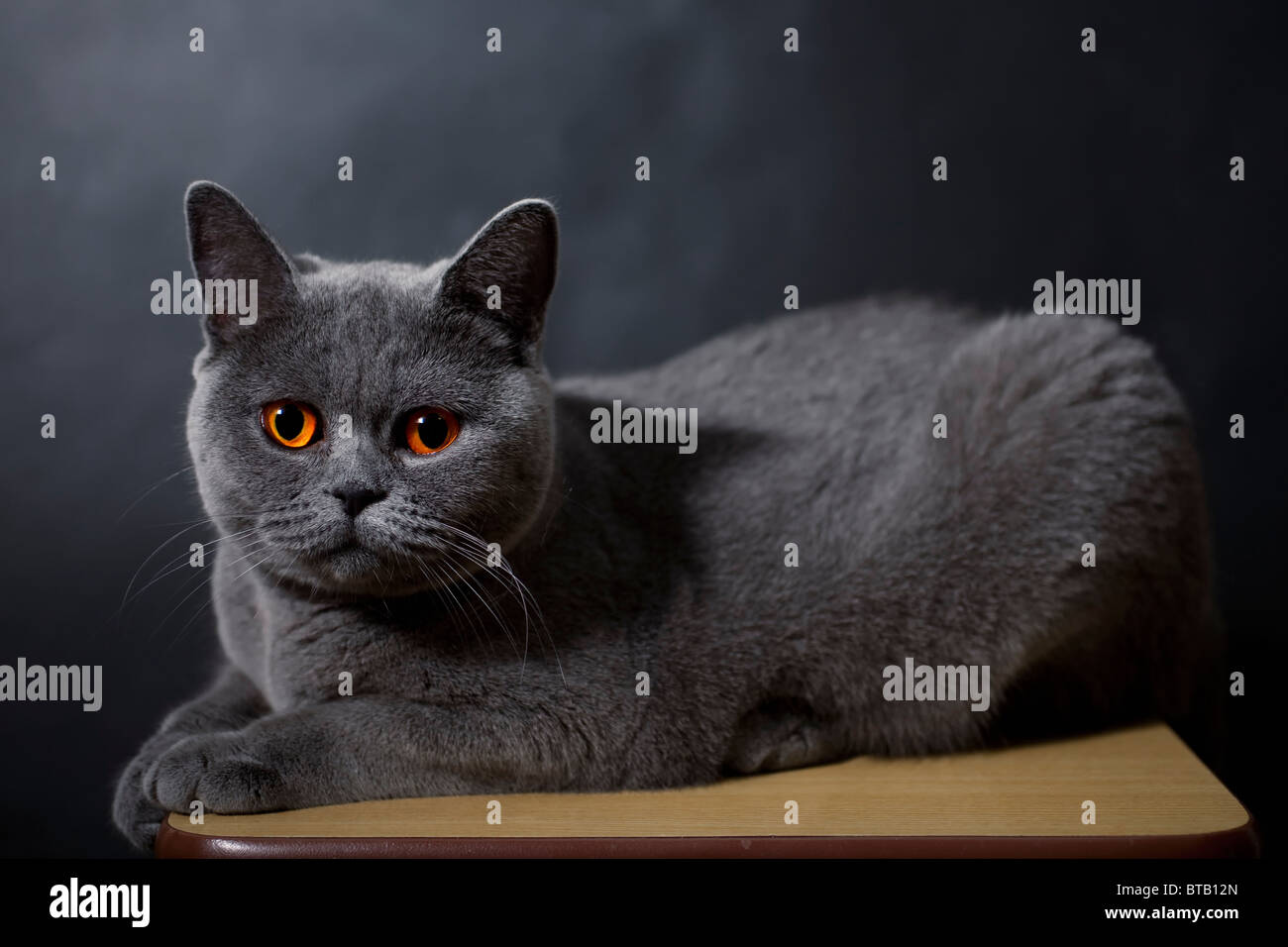 Auf schwarzen Hintergrund liegend Silber britische Katze Stockfoto
